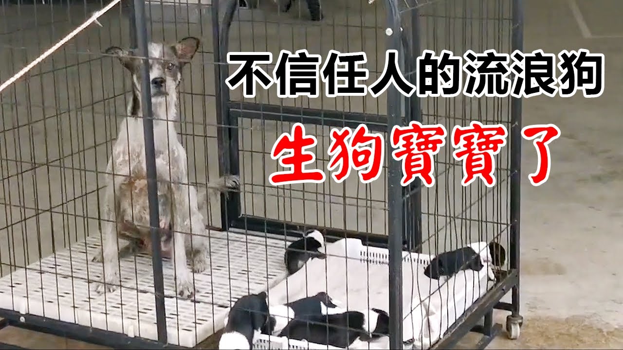 已經流浪了兩年的狗媽媽對人非常排斥，趁它不在，趕緊將小狗們抓進狗籠...