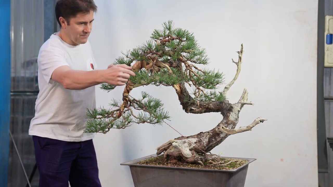 Pinus sylvestris 