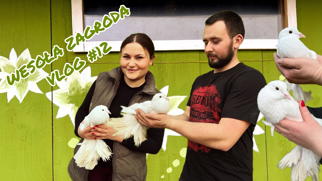 GOŁĘBIE: WASZE WSKAZÓWKI, PRZYGOTOWANIA DO LĘGÓW - UCZYMY SIĘ 🕊️🪶🪺 #vlog12