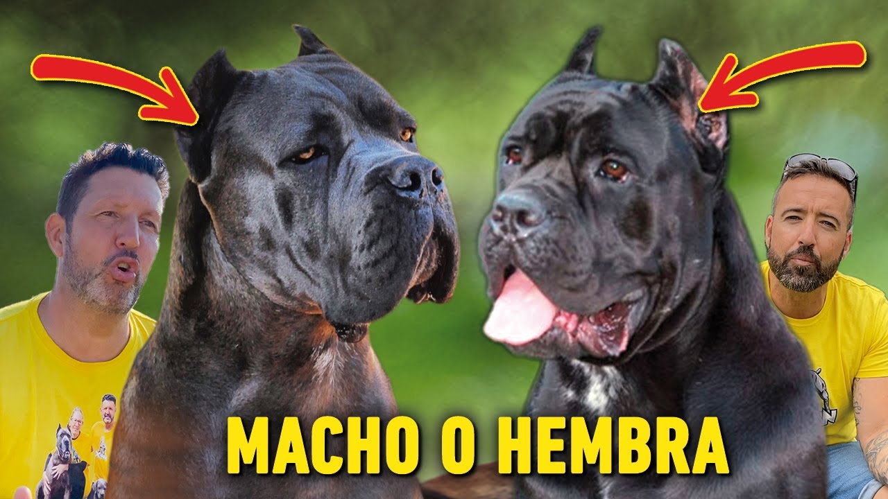 PROPIETARIO  CANE CORSO elige  MACHO O HEMBRA MIRA lo QUE DICE.....