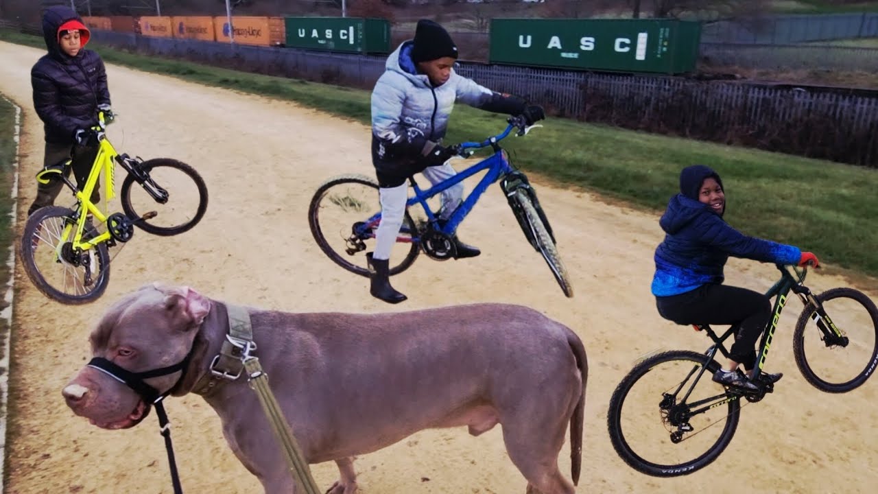 XL BULLY is this one dangerous, let's find out. #SEVEN