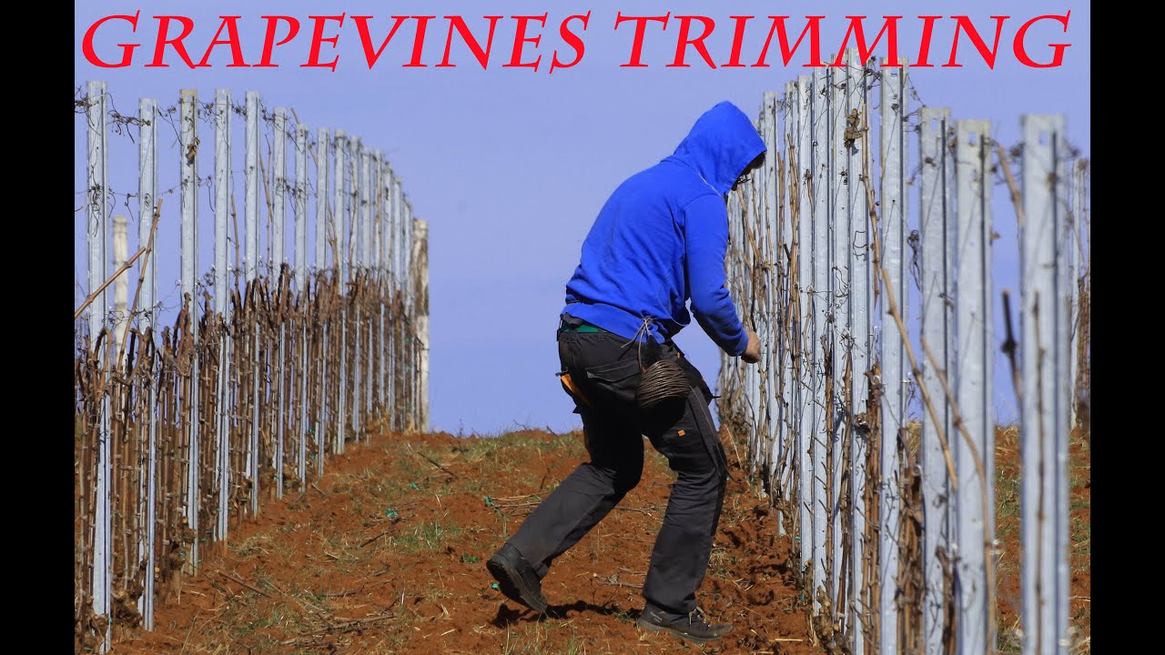 How is Wine made? Phase 2 - tying young vines