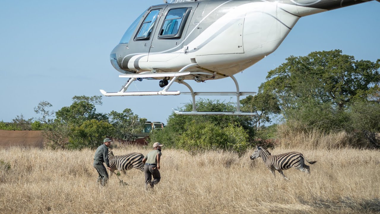 Rewilding Africa: From Kruger to Zinave