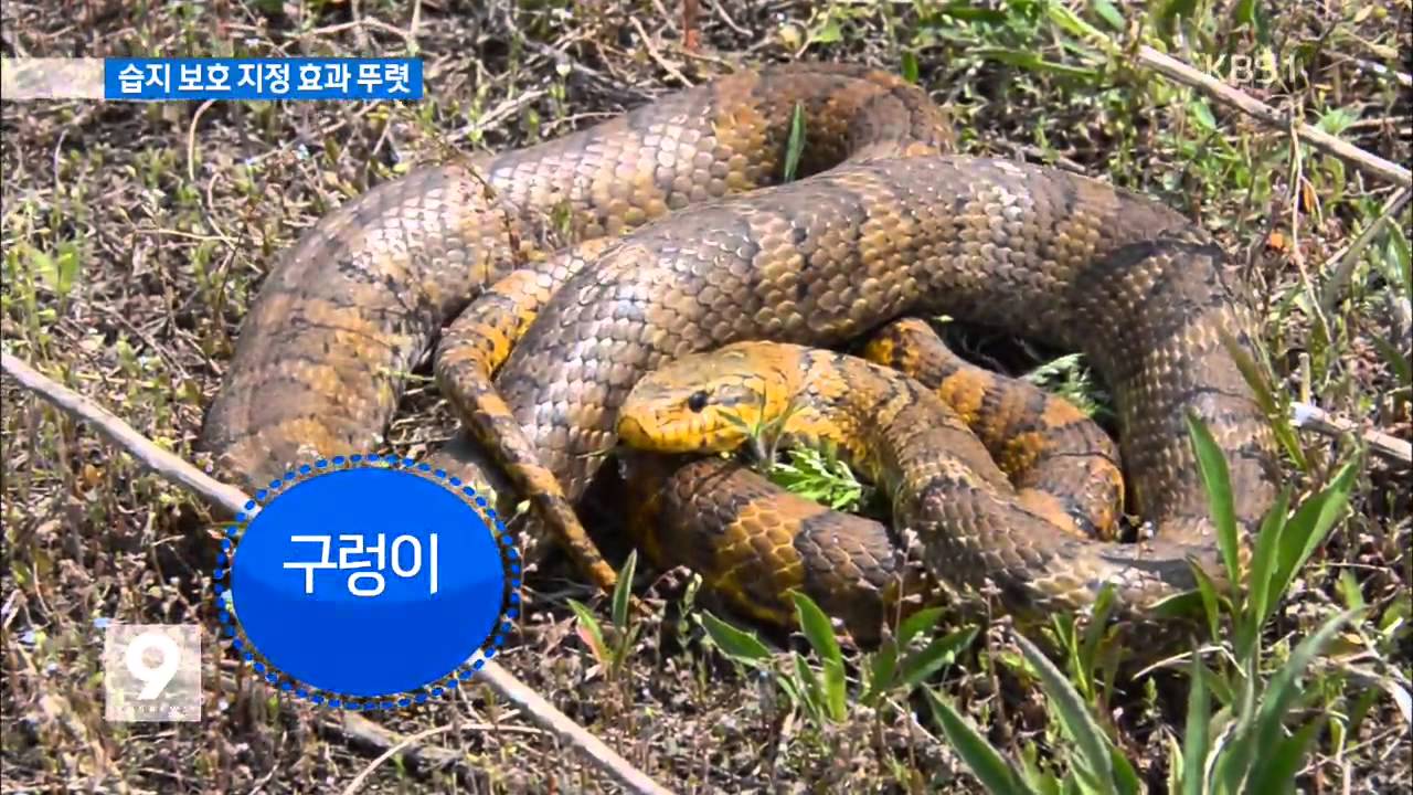 강원 영월 &lsquo;한반도 습지&rsquo; 야생 생물의 낙원됐다!