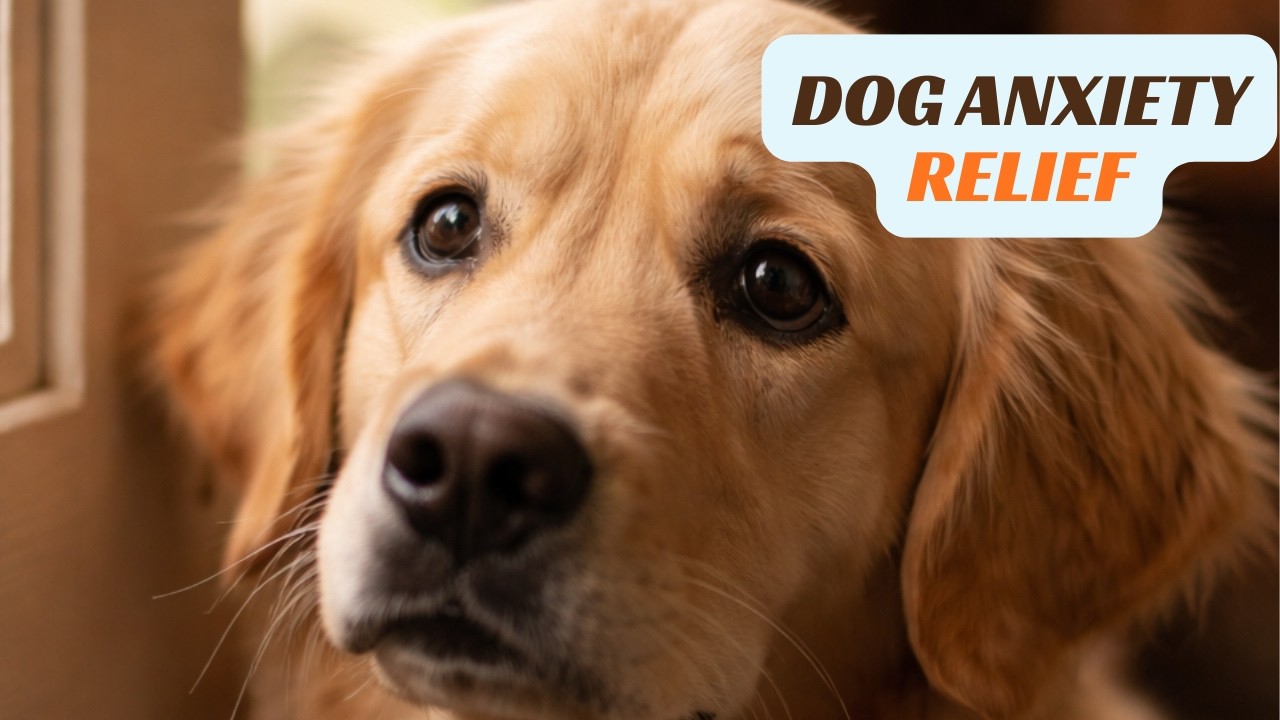 Your Dog Misses You… Play This While You're Away 🐶💤 (20 Min Calming Dog Music)