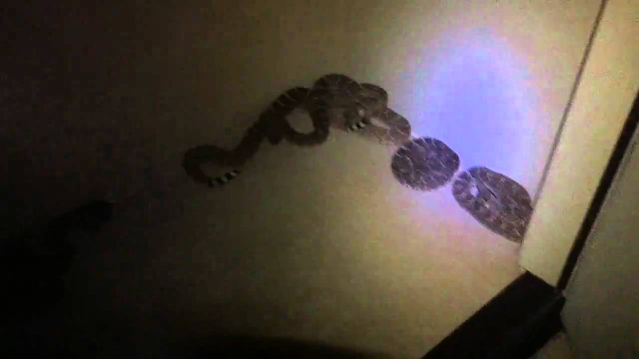 Rattlesnake Den Inside Scottsdale Garage
