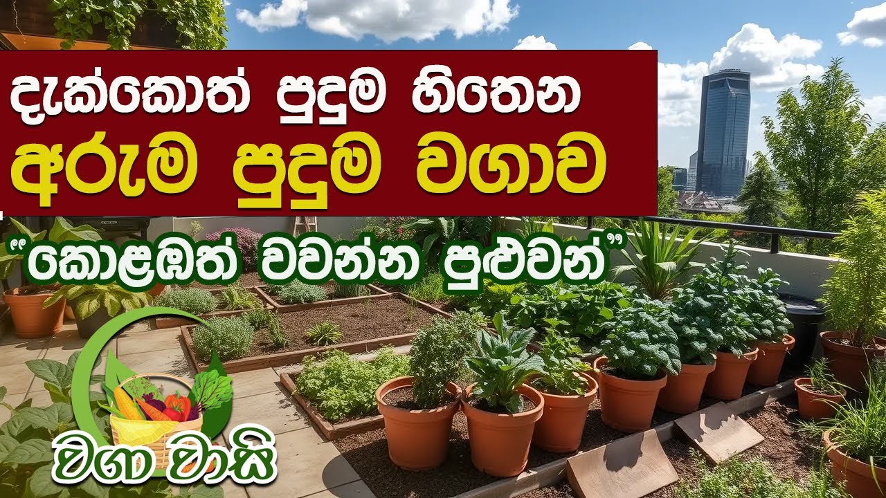 කොළඹ තියෙන පුදුම හිතෙන වගාව | Waga Wasi | Haritha Tv | Garden