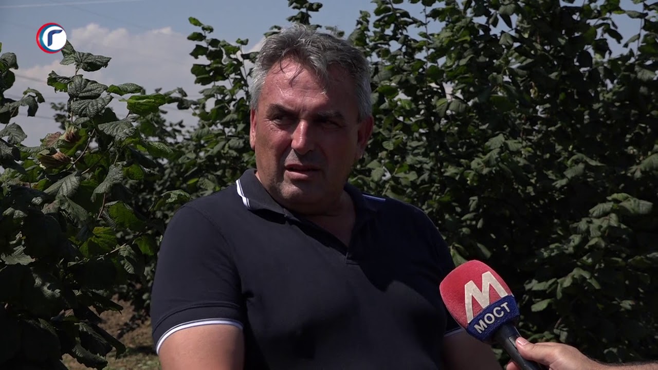 Plantaža lešnika - Dobrotin Kosovo