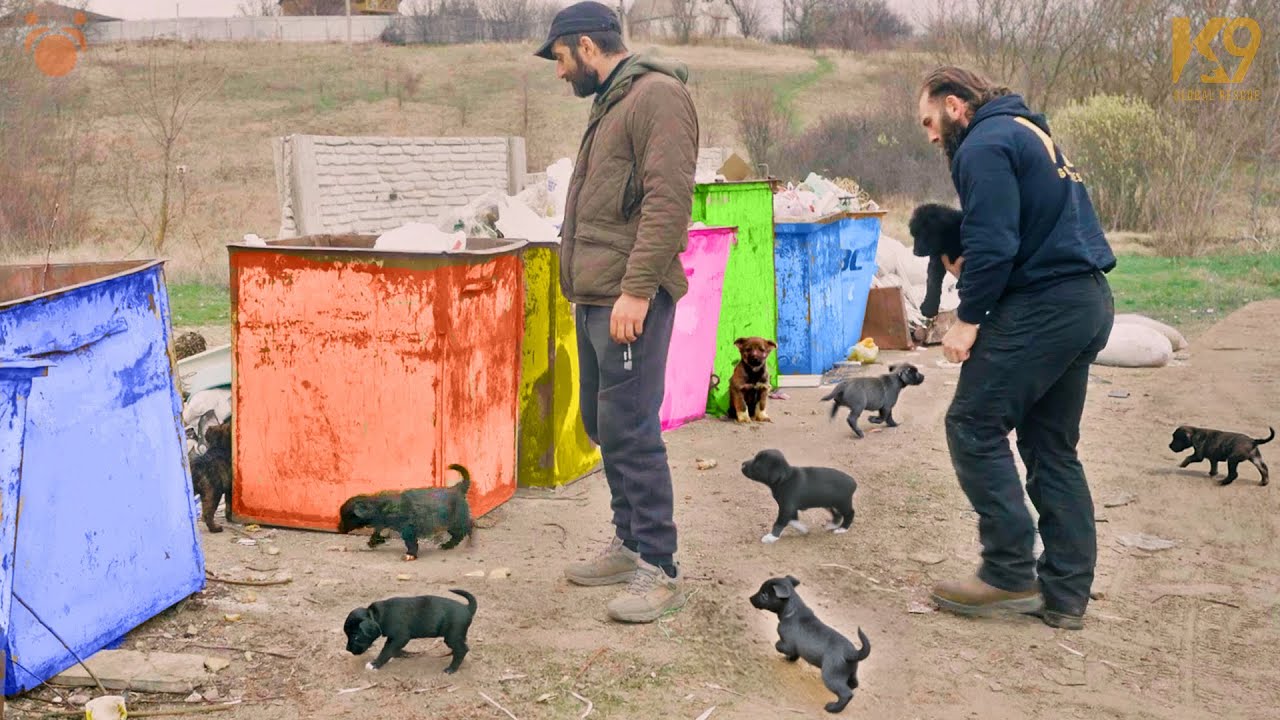 USA Vets Rescue Puppies in Ukraine on the Front Lines