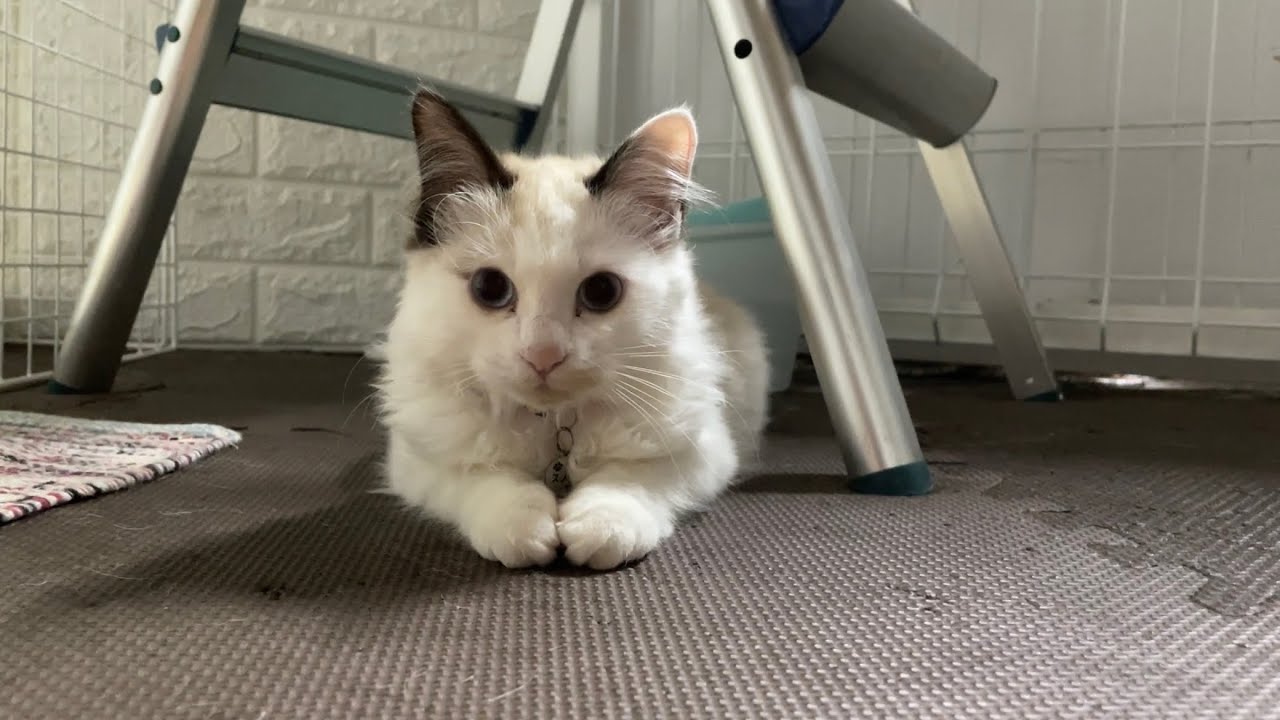 所々が可愛すぎる子猫にメロメロになります(ベルも可愛いよ！)
