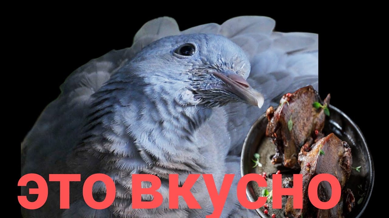 МЫ НЕ ИЗВРАЩЕНЦЫ!!! МЫ ЭТО ЕДИМ))!)