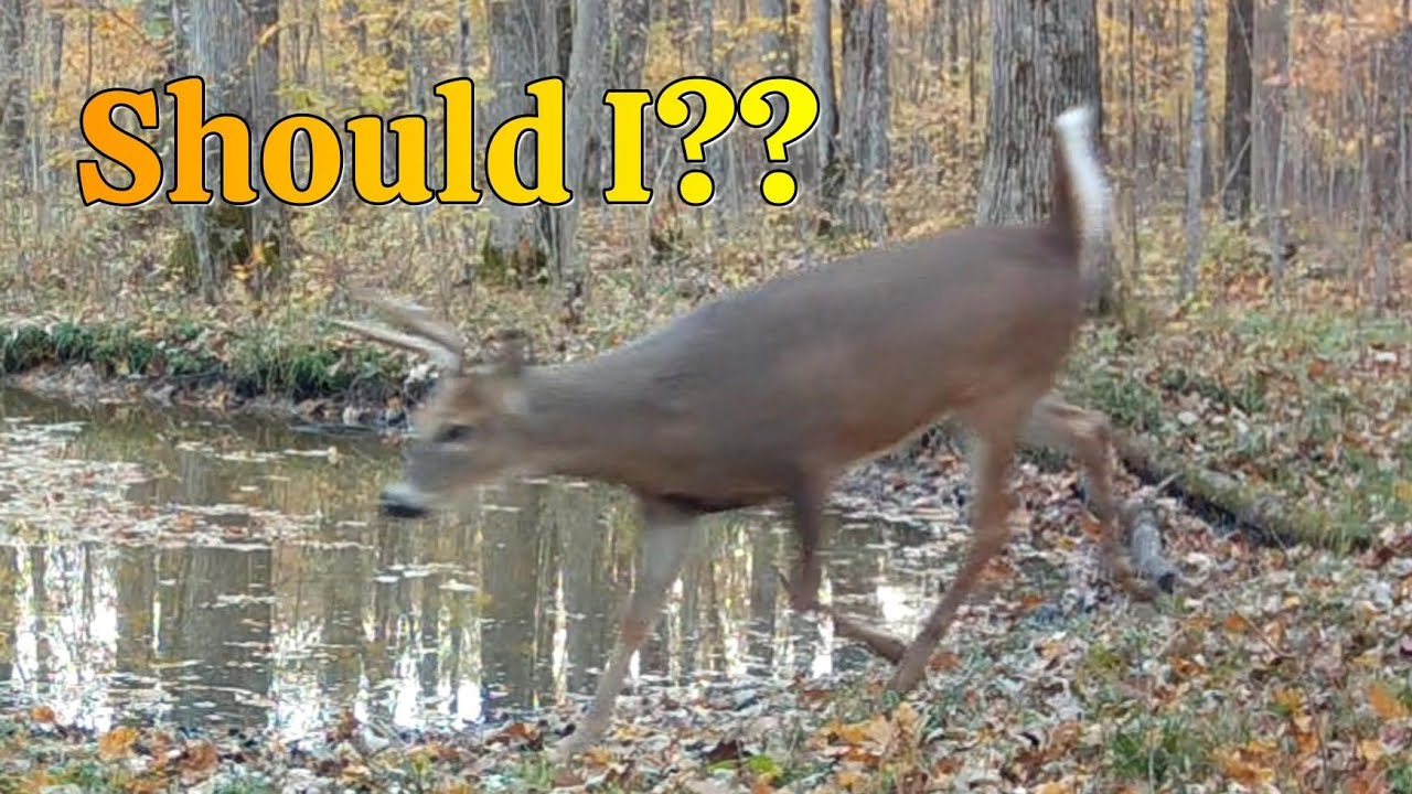 A wounded deer can survive &hellip; the hunter&rsquo;s dilemma&hellip;