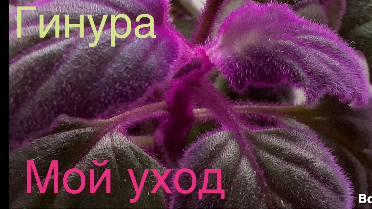 Гинура или фиолетовый бархат. Мой уход