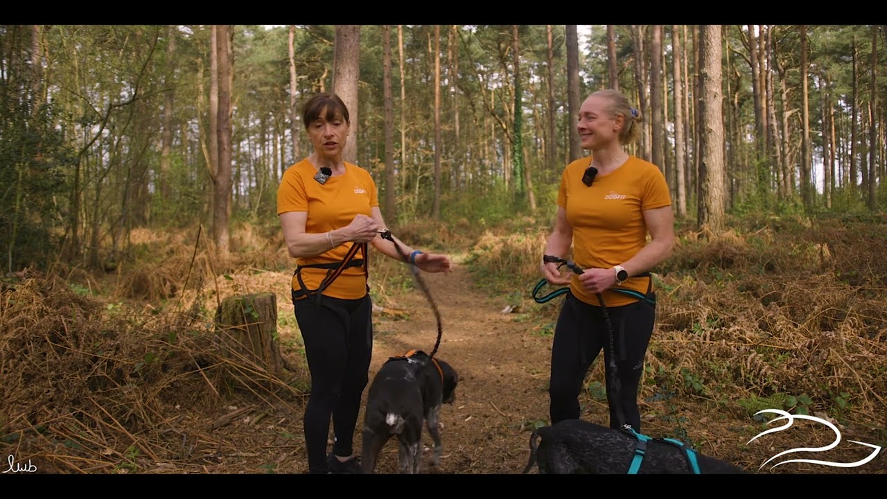 DogFit Canicross Running Belt