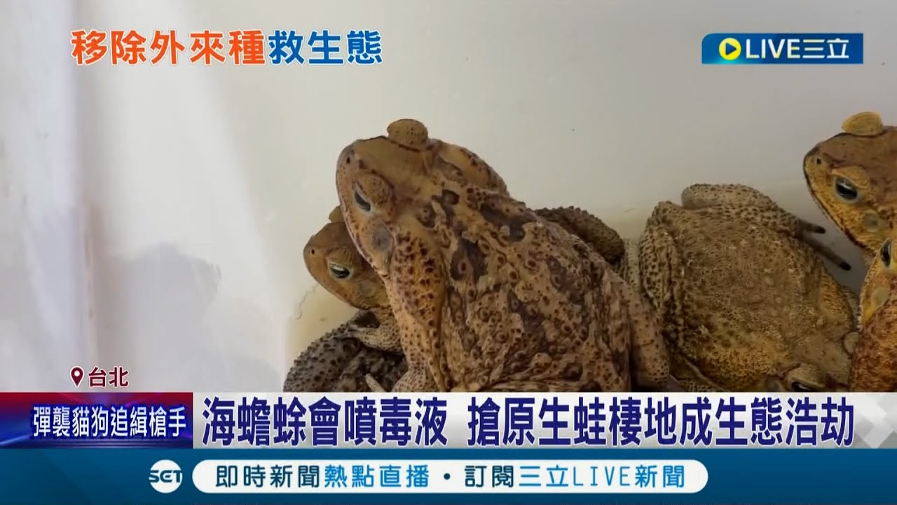 搶救台灣在地生態! 外來種遭棄養危害生態 農委會砸上億清除3物種 北市動保處公告想養
