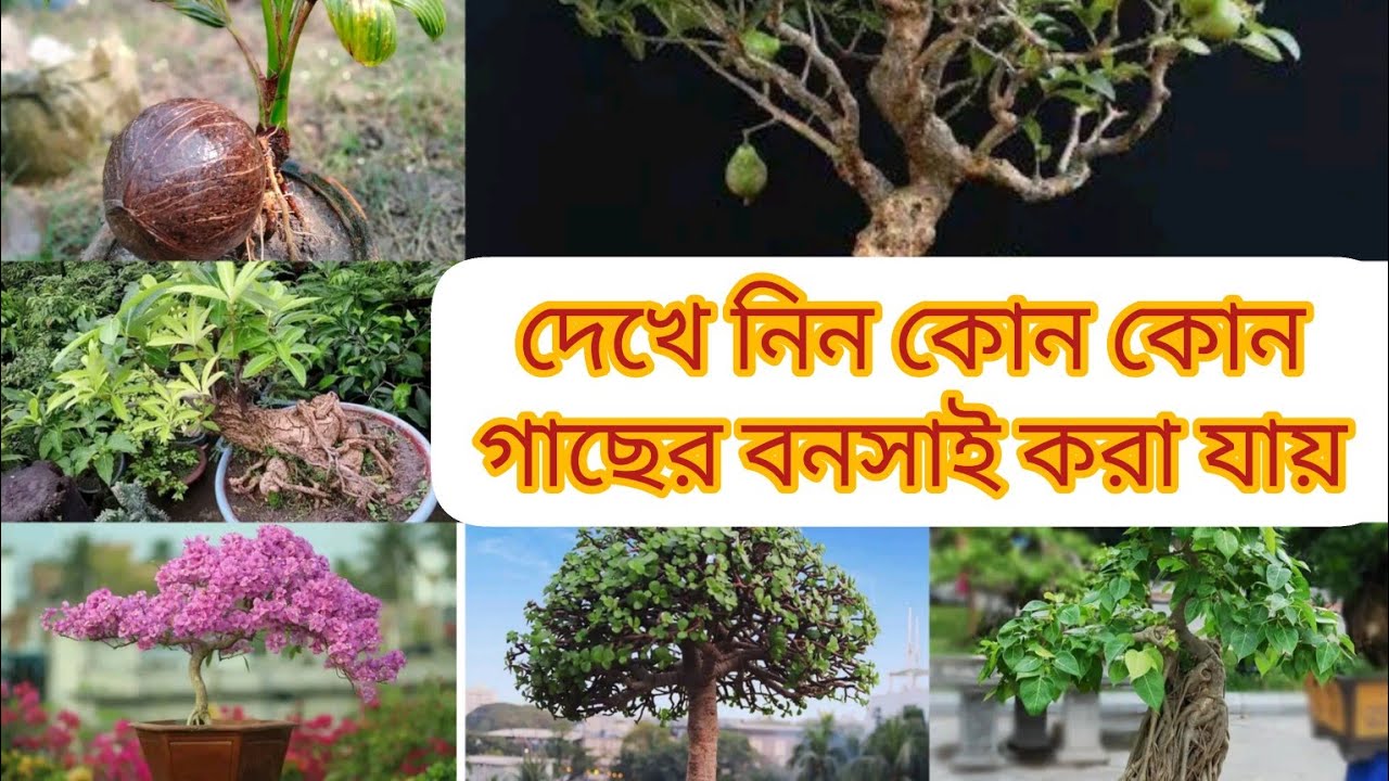 বনসাই করা যায় এরকম সেরা 25 টি গাছ ও বনসাই করার পদ্ধতি/25 plants for Bonsai#bonsaitree #bonsai