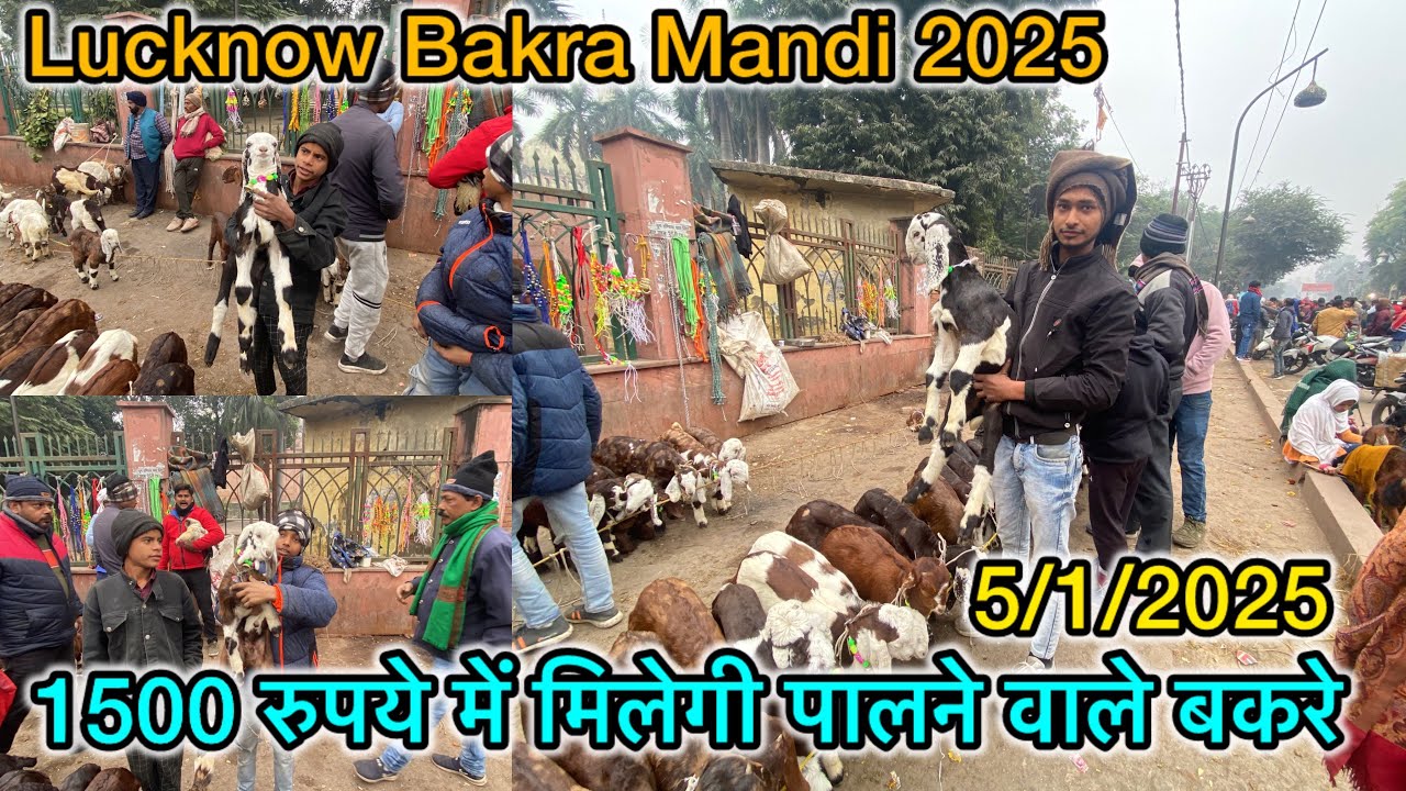 1500 रुपये में मिलेगी पालने वाले बकरे | 5/1/2025 | Lucknow Bakra Mandi 2025 | Mandi rate