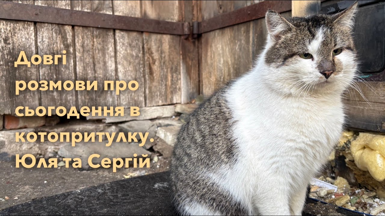 Довгі розмови в котопритулку