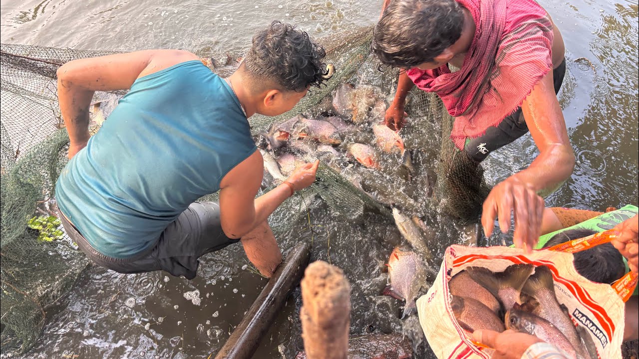 😲🐟ଗାଁ ଭୋଜି/ଜନ୍ତାଳ ପାଇଁ ସକାଳୁ ସକାଳୁ ପୋଖରୀରୁ ମାଛ ଧରା! | 🌾🐟 ଏମିତି fishing କେବଳ ଗାଁରେ ହିଁ ଦେଖିବେ