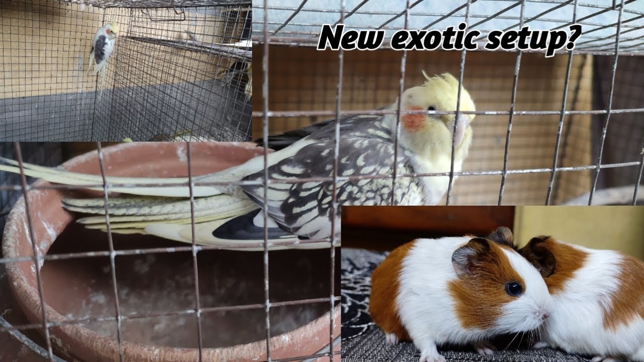 New exotic setup getting ready?Exotic bird setup?