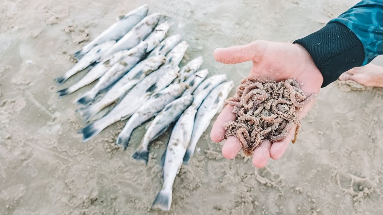 CONDIÇÃO PERFEITA E ISCA FRESCA! SITUAÇÃO IDEAL PARA PESCA DE PRAIA NO INVERNO DO SUL.