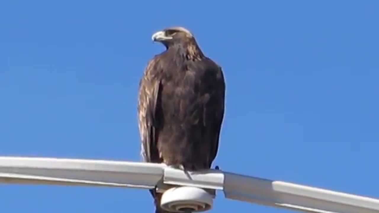 Adult Golden Eagle