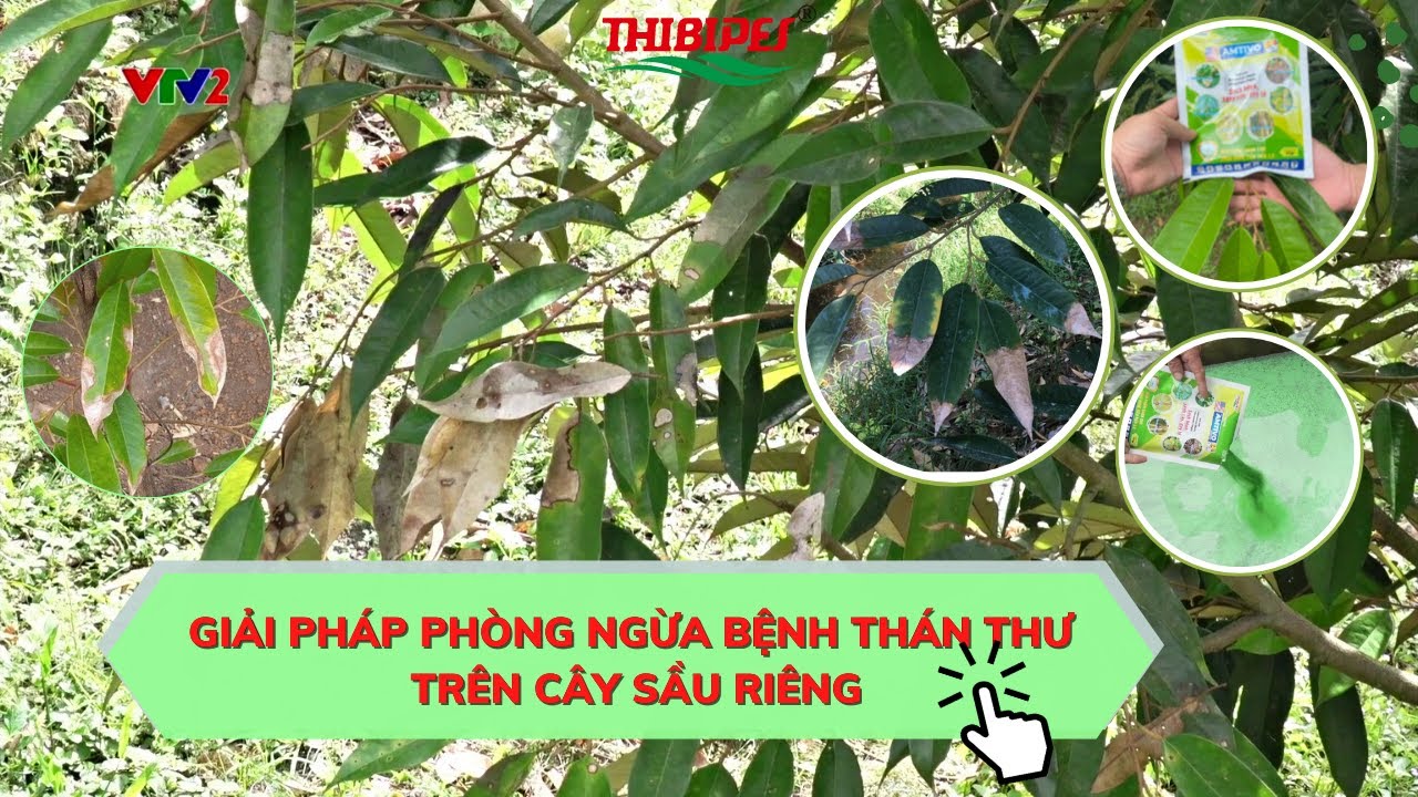 GIẢI PHÁP PHÒNG NGỪA BỆNH THÁN THƯ TRÊN CÂY SẦU RIÊNG #bvtvthiênbình #tbc #automobile