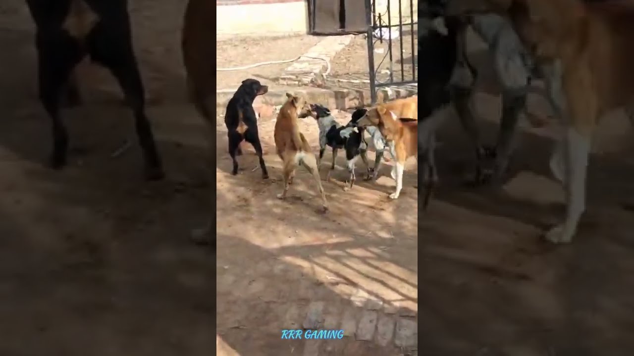 German shepherd vs Desi Dog 🐕🐕 Real fight 🥰🥰🥰🥰🥰