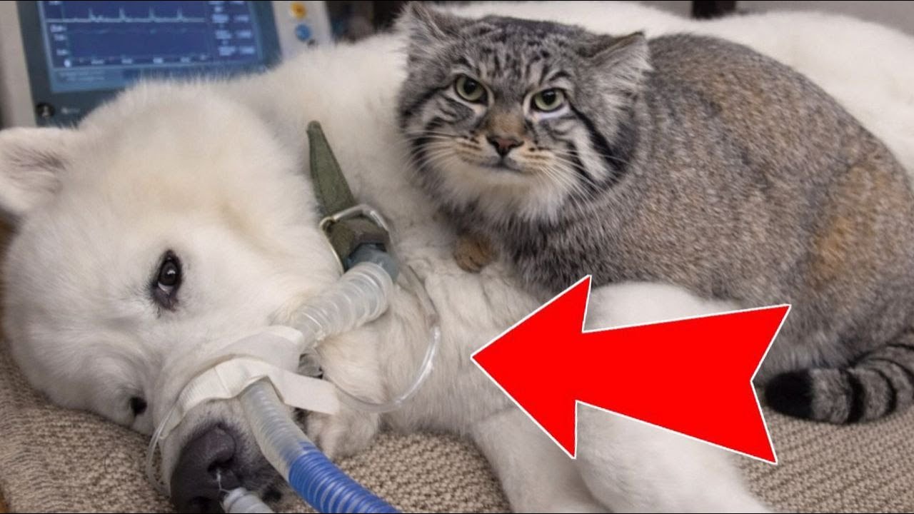😭 Wild Pallas’s Cat Refuses to Leave DYING Dog! HE WON’T LEAVE HIM! 😱 Pallas’s Cat vs. ICU
