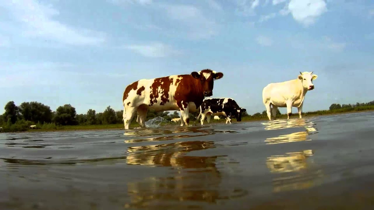 Project Noordwaard Ruimte voor de Rivier