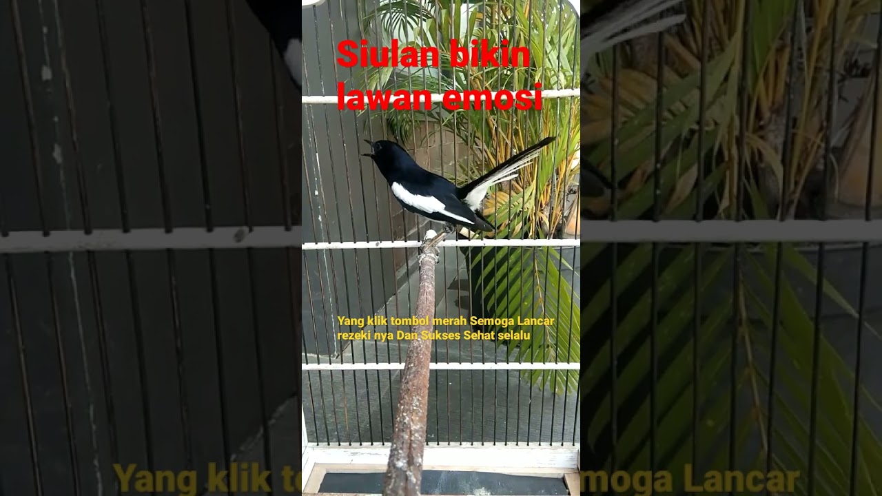 Siulan manja burung kacer sore hari, bikin emosi kacer lain ikut bunyi gacor