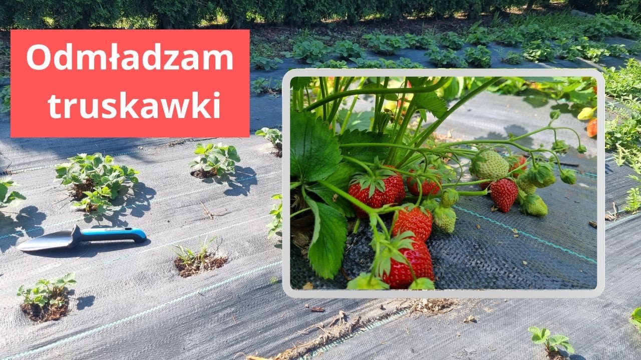 Gdy truskawki słabo owocują