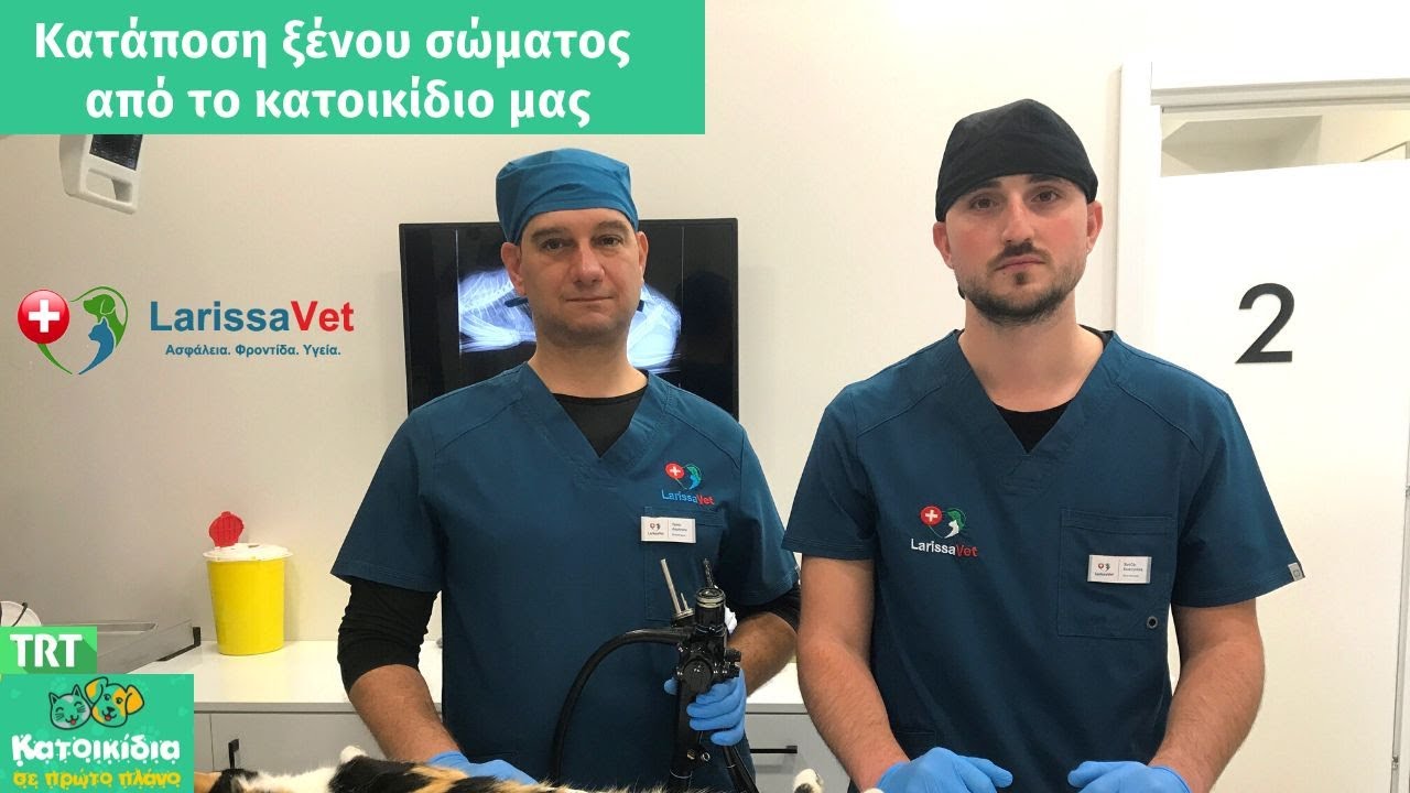 Κατάποση ξένου σώματος από το κατοικίδιο μας! Ταπές Δημήτριος Κτηνίατρος LarissaVet TV TRT