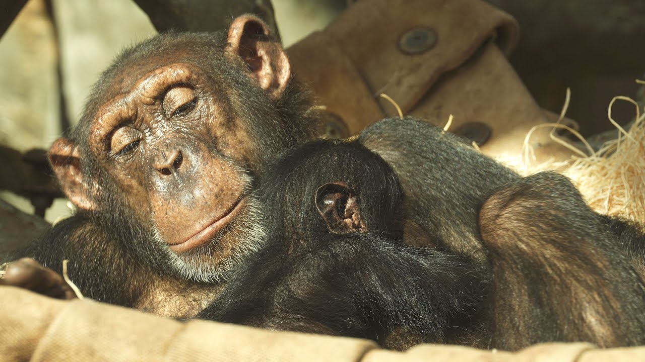 V Zoo Ostrava se narodilo čtvrté mládě šimpanze