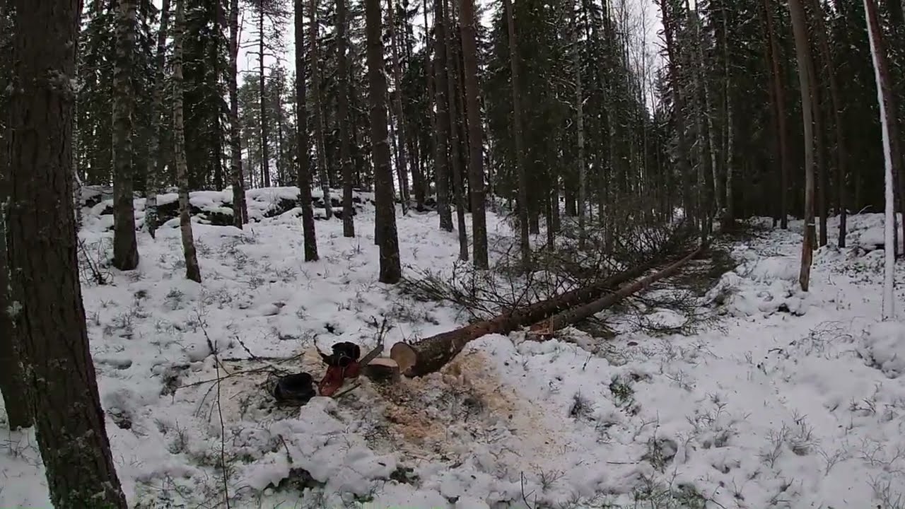 Pystykuivia