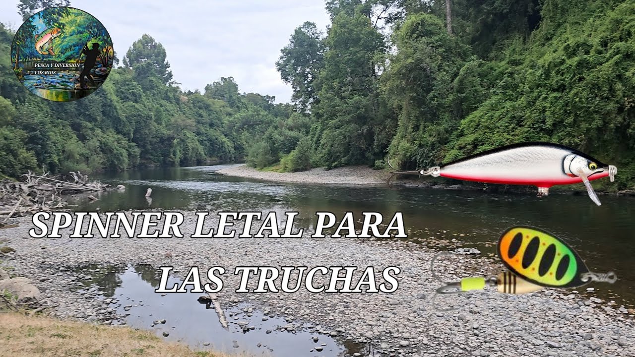 PESCA DE TRUCHAS/REGION DE LOS RÍOS/SPINNER LETAL PARA LAS TRUCHAS🎣🐟