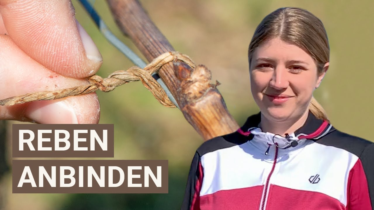 So funktioniert Reben anbinden - Arbeiten im Weinberg