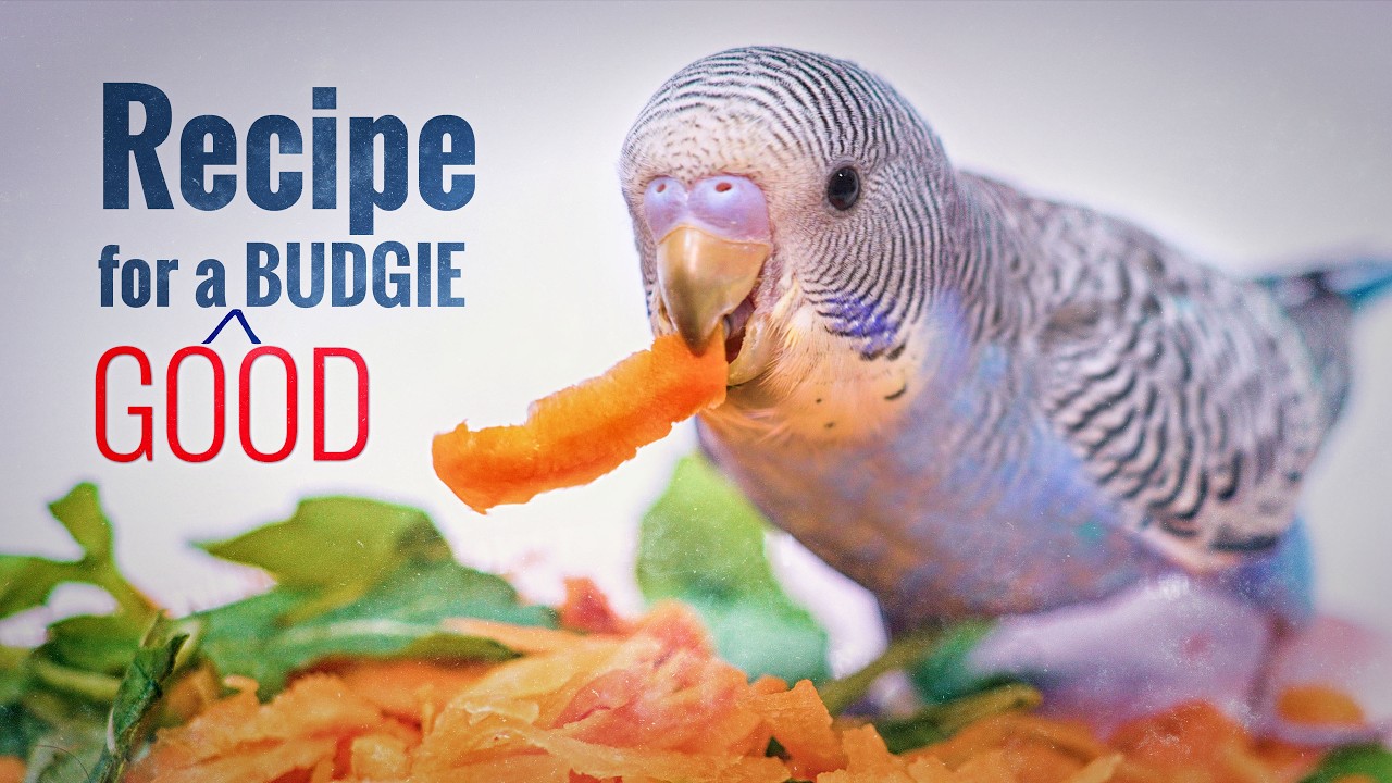 BUDGIE CARE: The Complete Guide to Happy & Healthy Parakeets