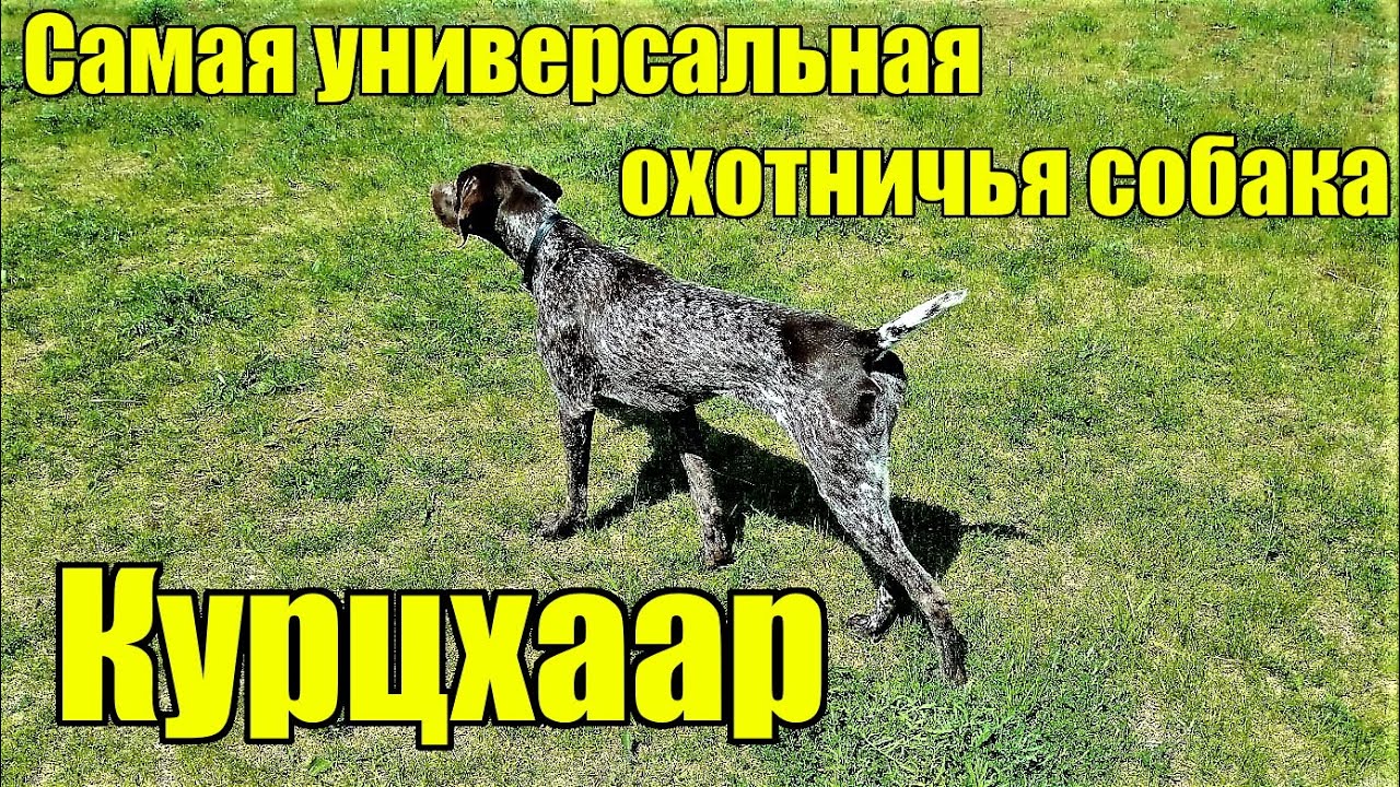 Немецкая легавая курцхаар. Самая универсальная охотничья собака.