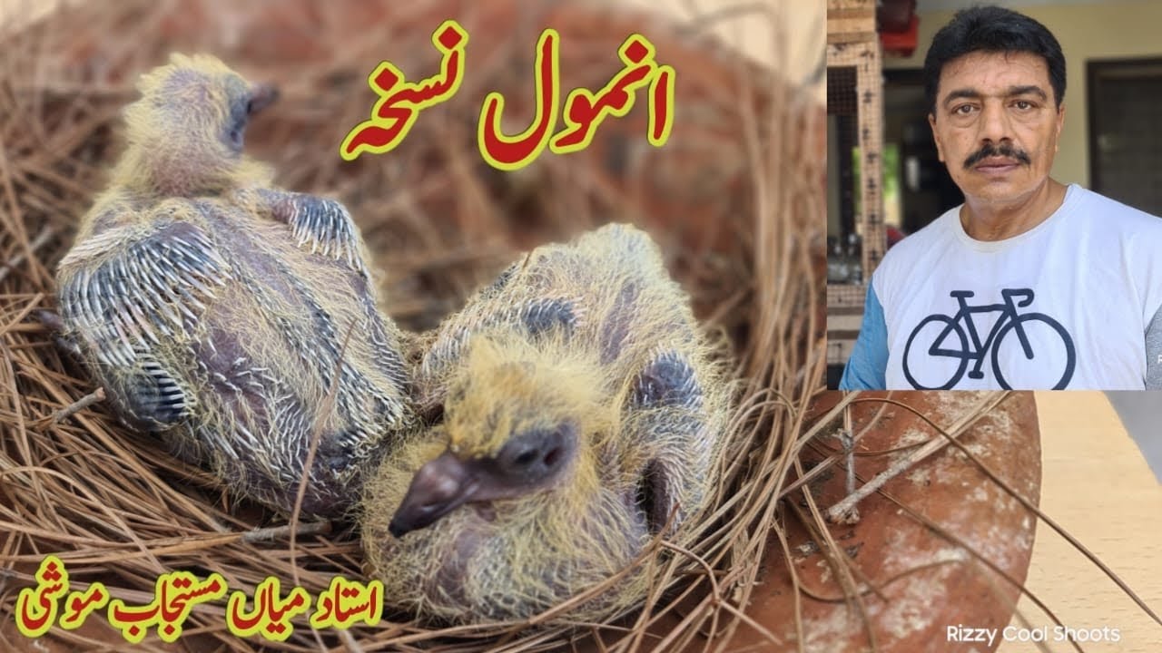 Kabotaro ki Breeding k liye Best Tips by Ustad Mian Mustajab Moshi