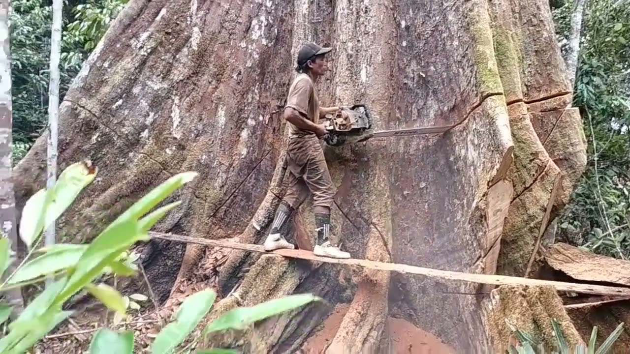 PENEBANGAN POHON KAYU TERBESAR DI DUNIA LIHAT YANG TERJADI