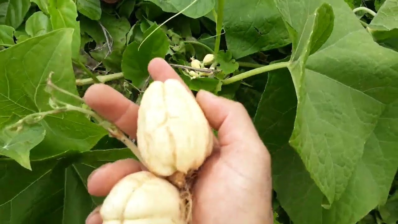 como fazer a poda do pé de chuchu e deixar carregando bastante