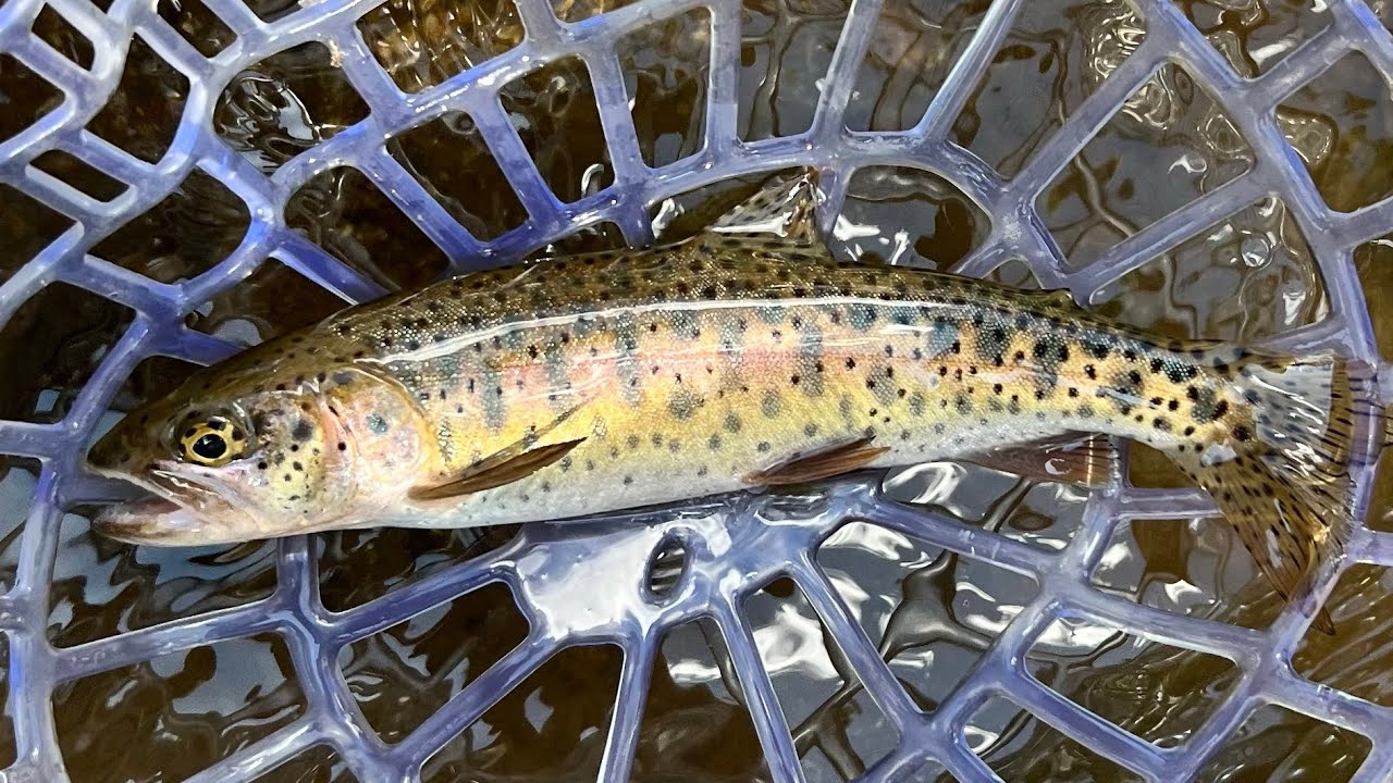 NATIVE Lahontan Cutthroat TROUT | California Heritage Trout