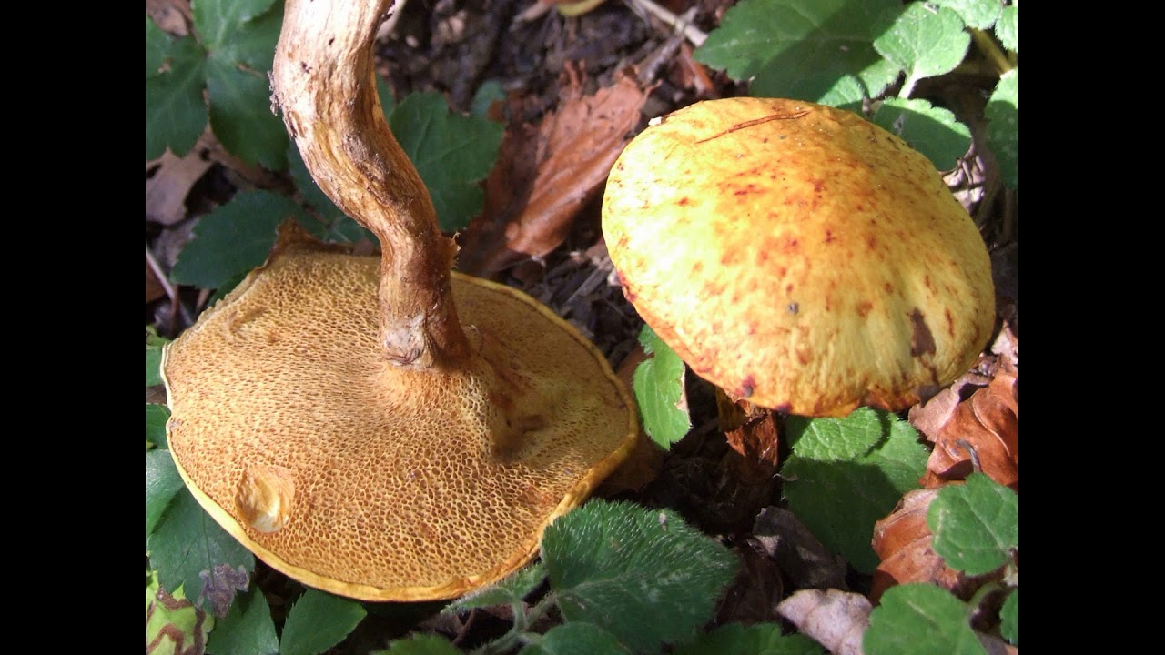 Chalciporus piperatus