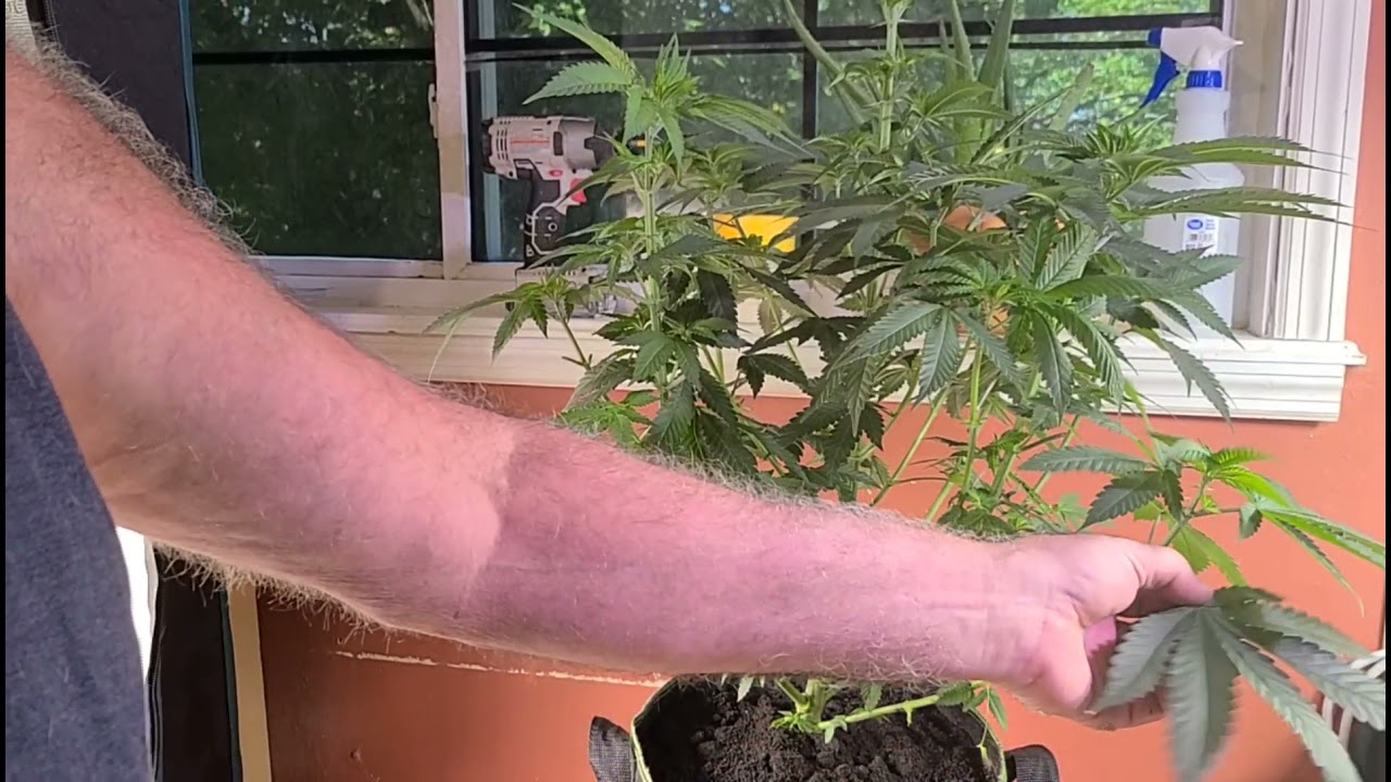 Pruning your auto flowers for larger colas...@marshydroled_amazon