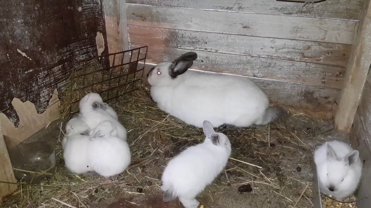 Am tatuat iepurii!🐇am dat o pereche de iepuri maturi de Secuiesc evoluția puișori în adopție