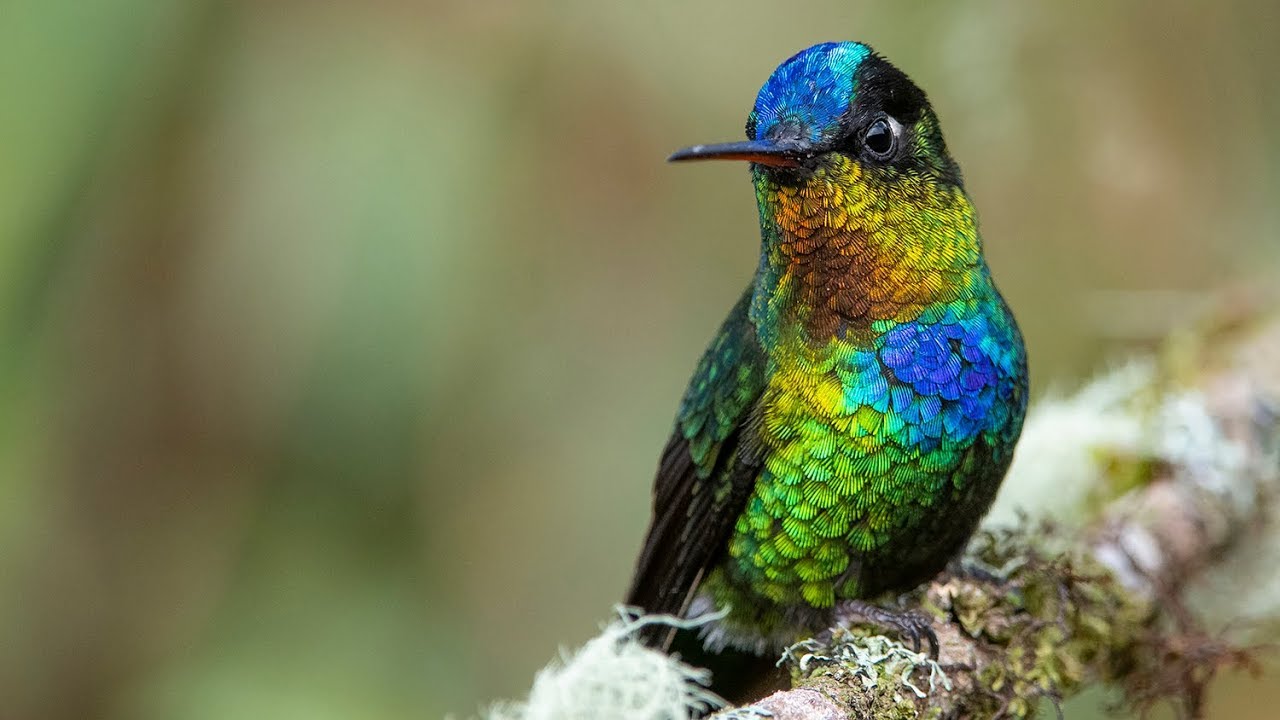 Costa Rican Hummingbirds 1