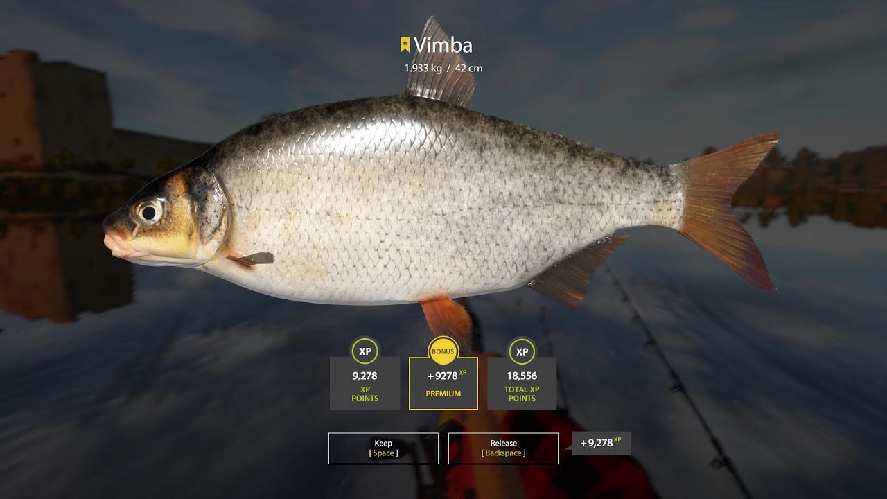 Vimba 2x TROPHY SUPER ACTIVE SPOT  Volkhov River   Russian Fishing 4 RF4