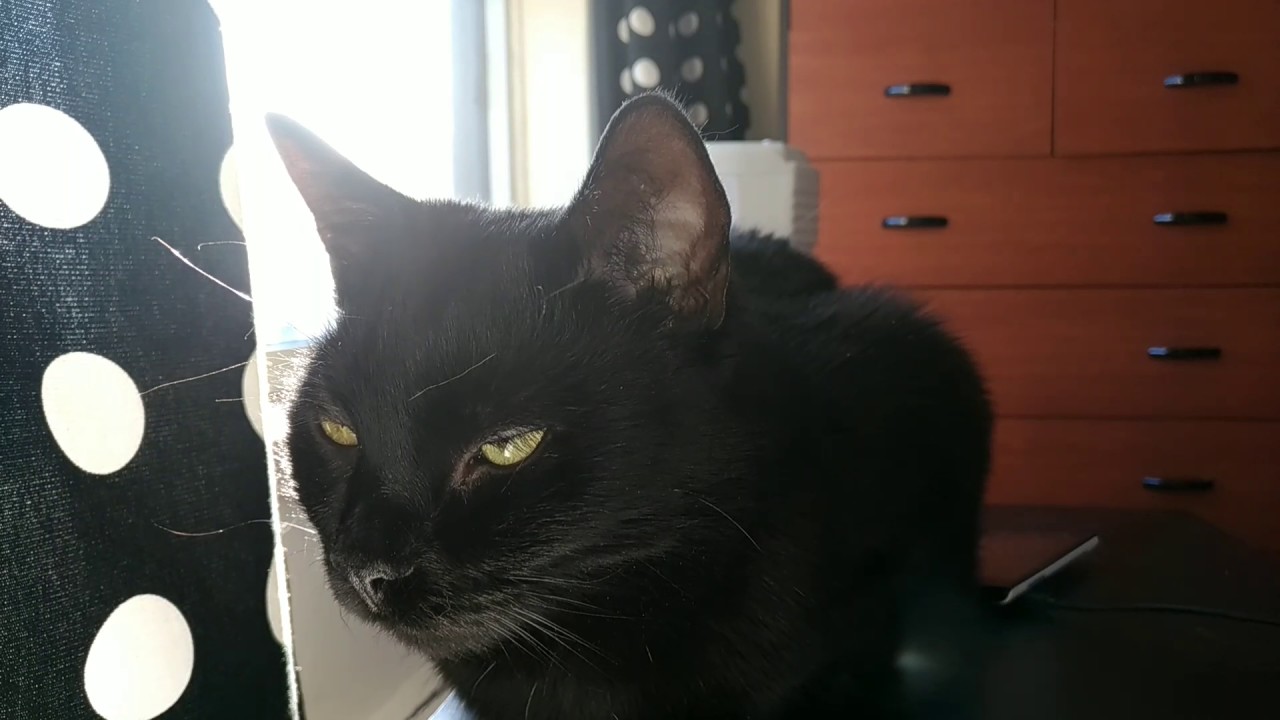 Mini Panther