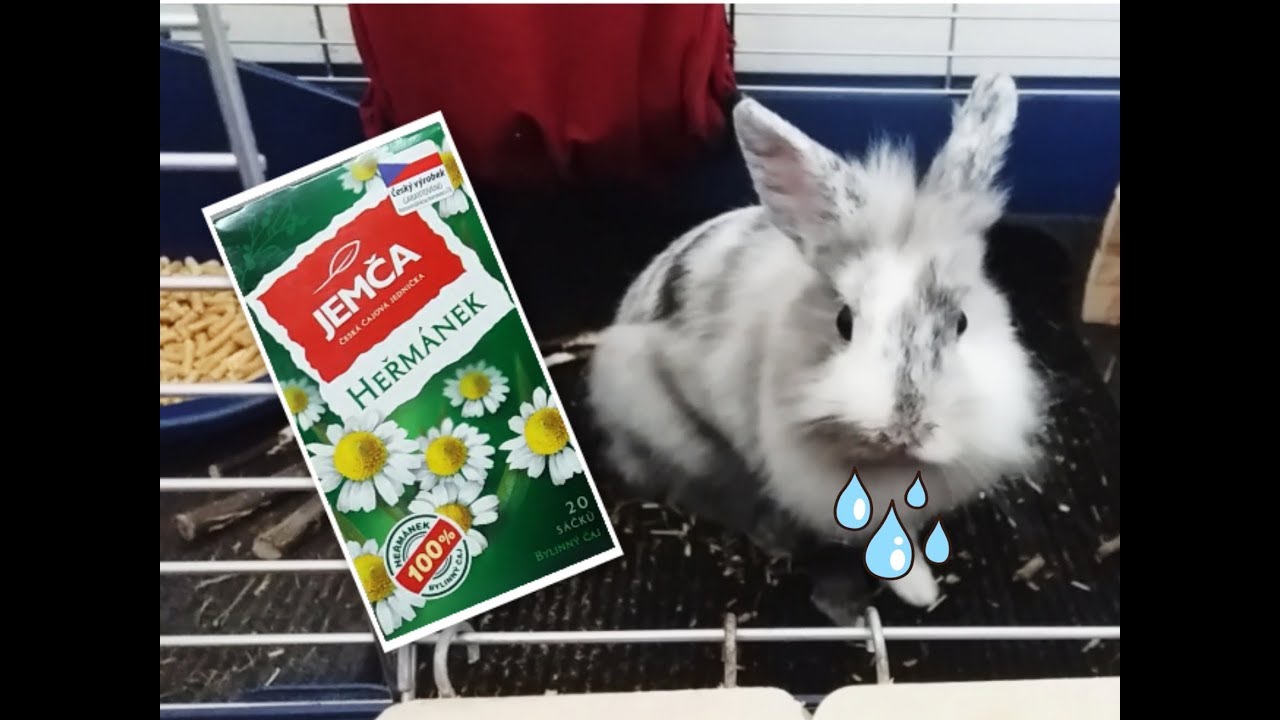 Co dělat, když králík onemocní